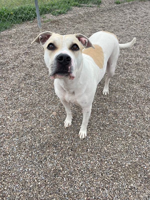 Blossom, an adoptable Mixed Breed in Great Falls, MT, 59405 | Photo Image 1