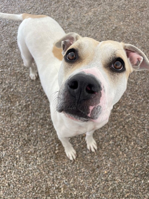 Blossom, an adoptable Mixed Breed in Great Falls, MT, 59405 | Photo Image 2