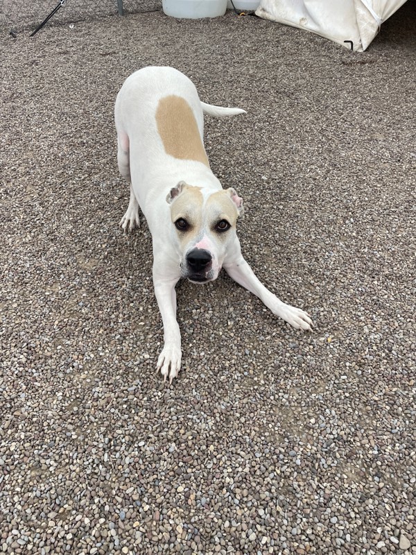 Blossom, an adoptable Mixed Breed in Great Falls, MT, 59405 | Photo Image 3