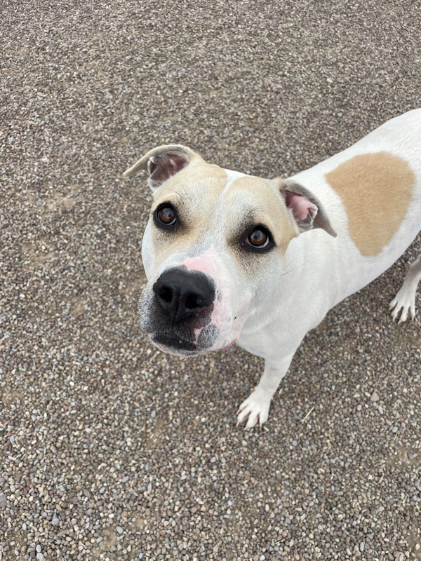 Blossom, an adoptable Mixed Breed in Great Falls, MT, 59405 | Photo Image 4