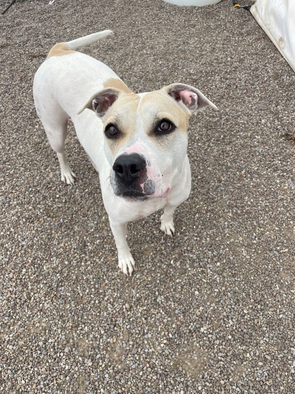 Blossom, an adoptable Mixed Breed in Great Falls, MT, 59405 | Photo Image 5