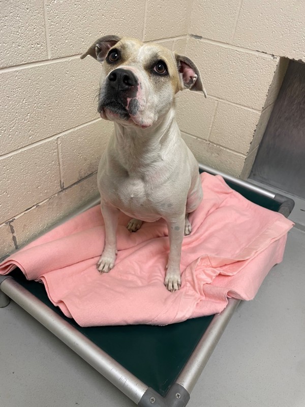 Blossom, an adoptable Mixed Breed in Great Falls, MT, 59405 | Photo Image 6