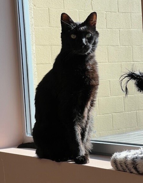 Griot, an adoptable Domestic Short Hair in Great Falls, MT, 59405 | Photo Image 1