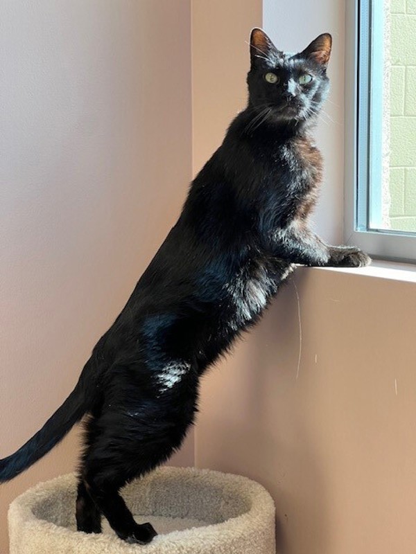 Griot, an adoptable Domestic Short Hair in Great Falls, MT, 59405 | Photo Image 5