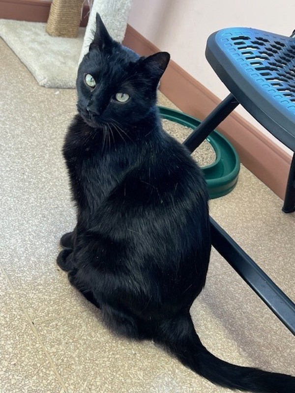 Griot, an adoptable Domestic Short Hair in Great Falls, MT, 59405 | Photo Image 6