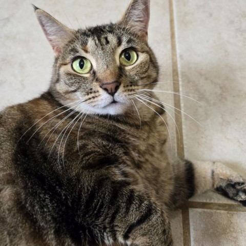 Momie, an adoptable Domestic Short Hair in Tylertown, MS, 39667 | Photo Image 1