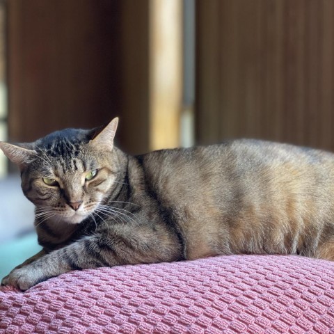 Momie, an adoptable Domestic Short Hair in Tylertown, MS, 39667 | Photo Image 2