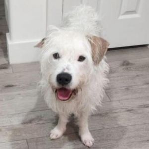 Moses is almost 2 years old poodle mix who weighs 46lbs He was found as a puppy at a church