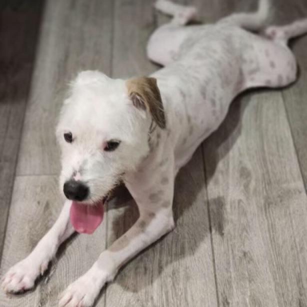 Moses, an adoptable Poodle, Terrier in Houston, TX, 77006 | Photo Image 2