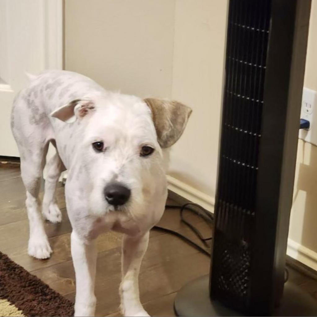 Moses, an adoptable Poodle, Terrier in Houston, TX, 77006 | Photo Image 3