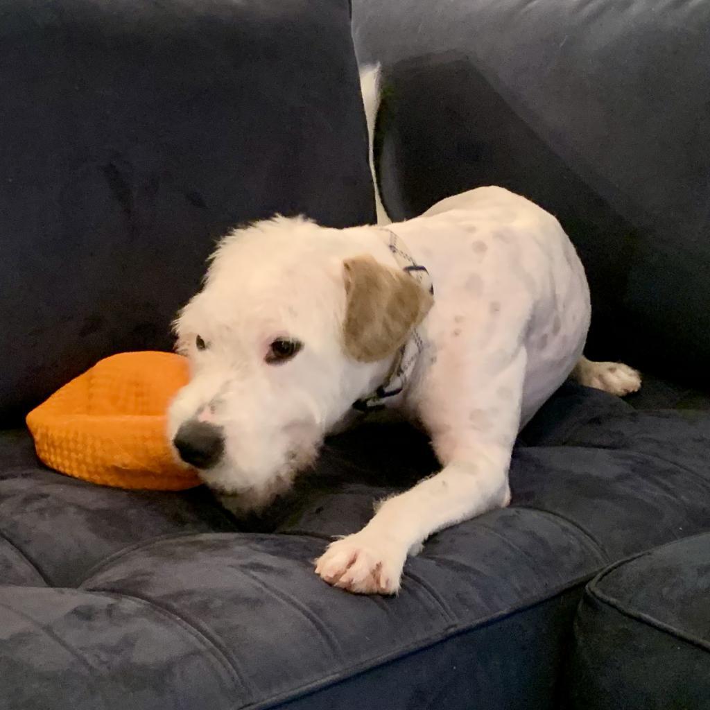 Moses, an adoptable Poodle, Terrier in Houston, TX, 77006 | Photo Image 4