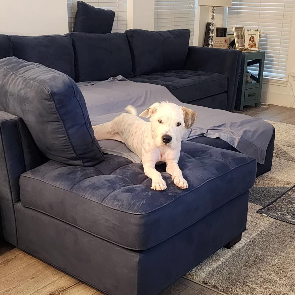 Moses, an adoptable Poodle, Terrier in Houston, TX, 77006 | Photo Image 5
