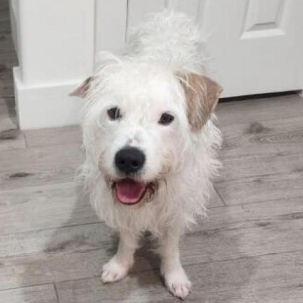 Moses, an adoptable Poodle, Terrier in Houston, TX, 77006 | Photo Image 6