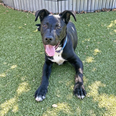 Garamond, an adoptable Mixed Breed in Hailey, ID, 83333 | Photo Image 1