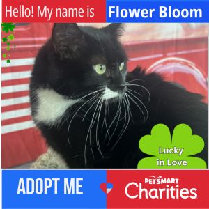 Flower Bloom