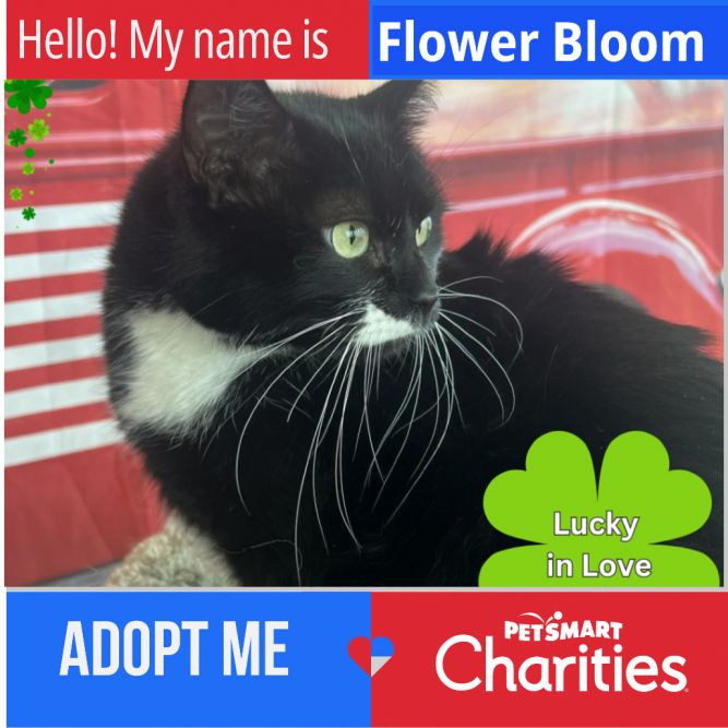 Flower Bloom