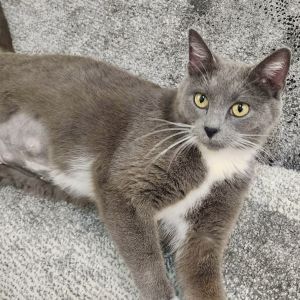 Momma Artemis Domestic Short Hair Cat