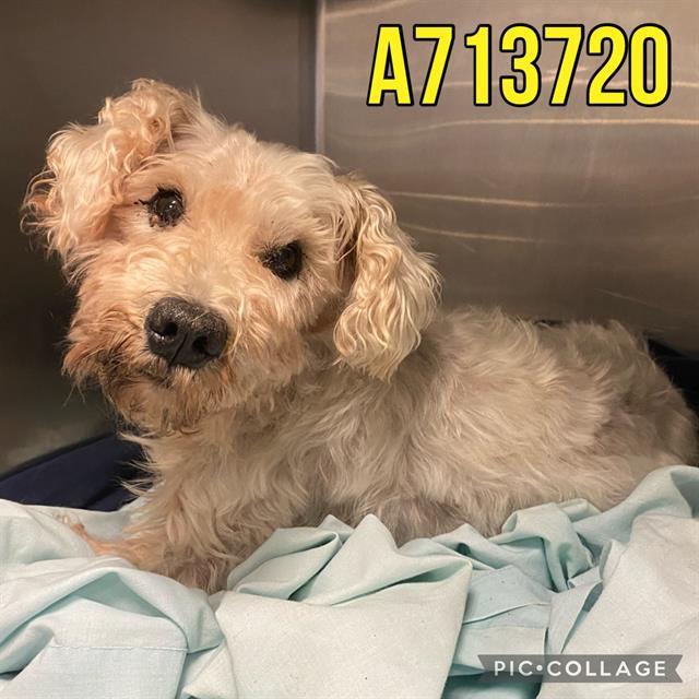 WALLY, an adoptable Schnauzer in San Antonio, TX, 78227 | Photo Image 1