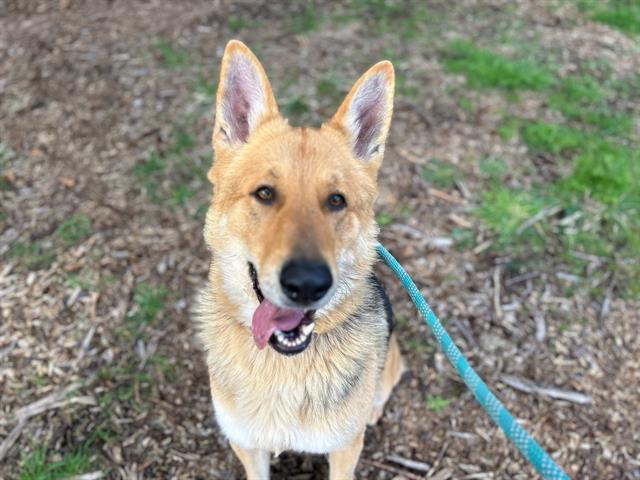 ASAR, an adoptable German Shepherd Dog, Mixed Breed in McKinleyville, CA, 95519 | Photo Image 1