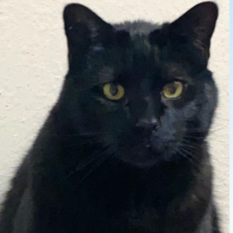 Bagheera, an adoptable Domestic Short Hair in Wichita, KS, 67278 | Photo Image 1