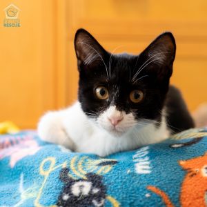 Nebula is a social little sweetheart She loves to chat and nuzzle in close Her