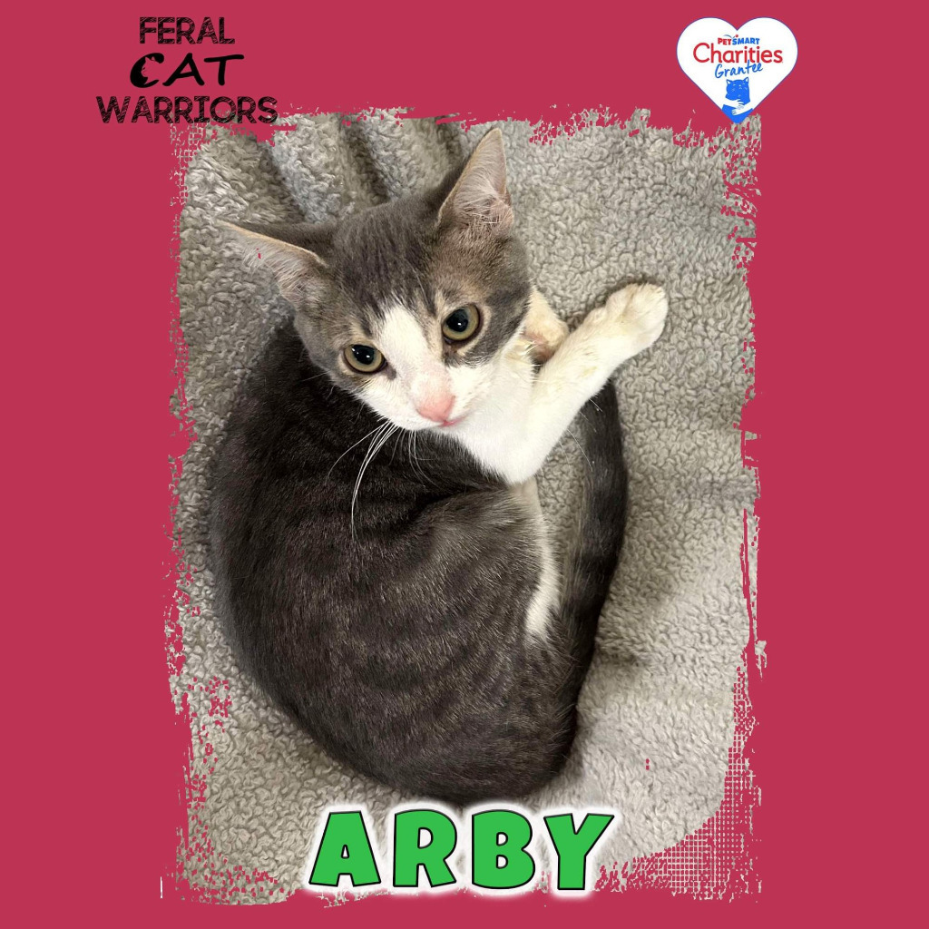 Arby, an adoptable Domestic Short Hair in Kingman, AZ, 86401 | Photo Image 1