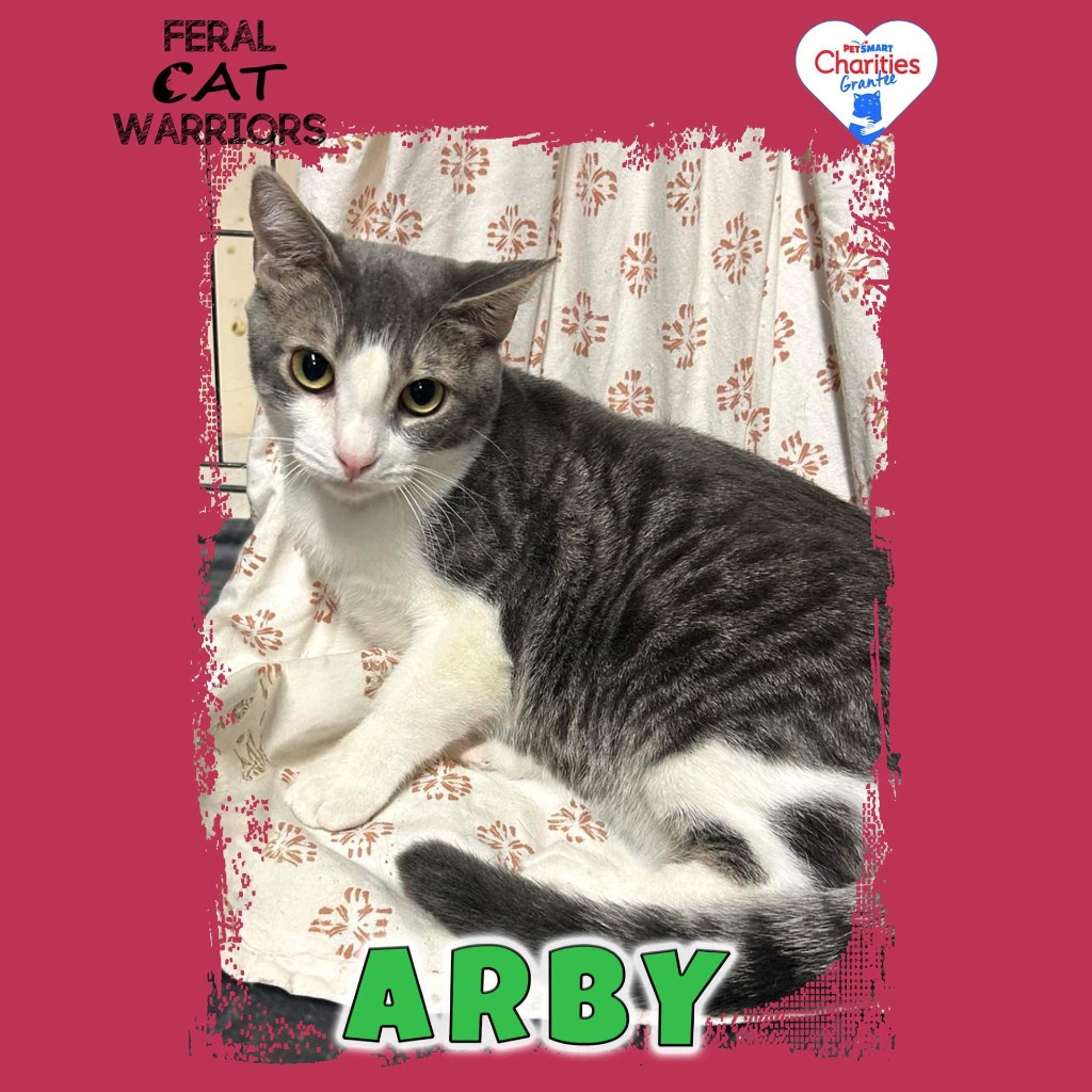 Arby, an adoptable Domestic Short Hair in Kingman, AZ, 86401 | Photo Image 1