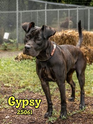 Gypsy seems like a happy girl and is new to the adoption floor She is an owner surrender who may