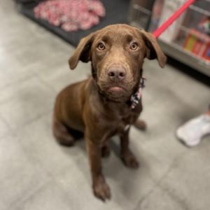 Millie Chocolate Labrador Retriever Dog