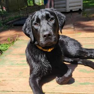 Nova Black Labrador Retriever Dog