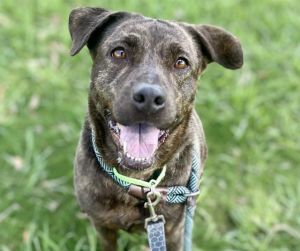 CHARLEY*, Adult Female Pit Bull Terrier