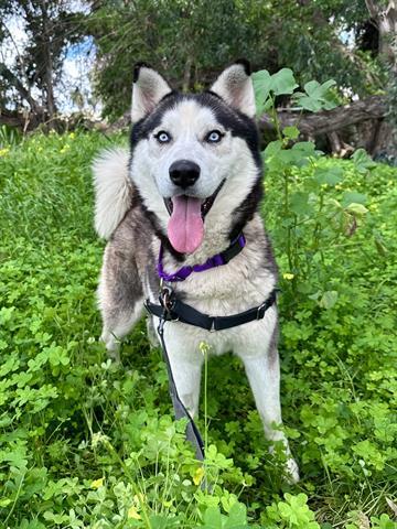 BROCK, an adoptable Siberian Husky in Chula Vista, CA, 91911 | Photo Image 1