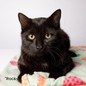 Rocky Domestic Short Hair Cat
