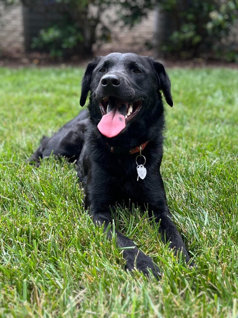 Mia, an adoptable Golden Retriever, Poodle in Waxhaw, NC, 28173 | Photo Image 2