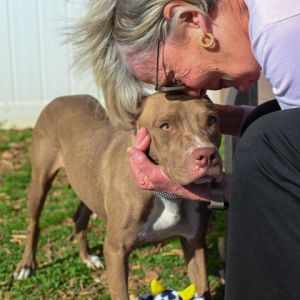 Meet Maple Syrup This adorable 2-year-old 44 lb sweetheart is house-trained calm and incredibly 