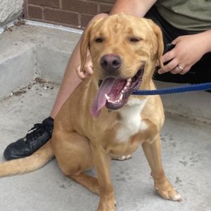 Meet Melo He is fun loving and active He is a Labrador or Golden Retriever mix who LOVES to play