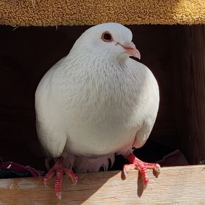 Hiya my name is Dazzle Im a gorgeous adult female King pigeon looking for my forever home Im a 