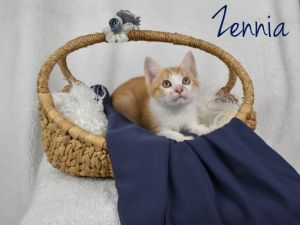 Zennia Domestic Short Hair Cat