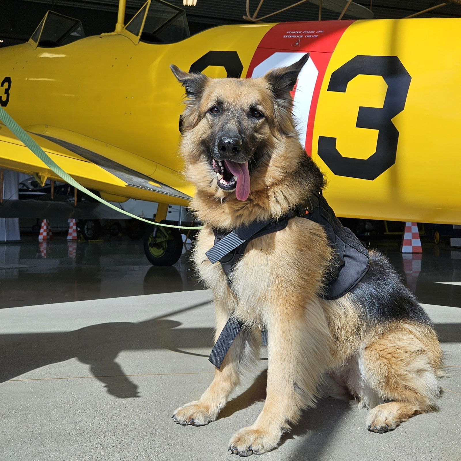 Pippi, an adoptable German Shepherd Dog in Fargo, ND, 58103 | Photo Image 1