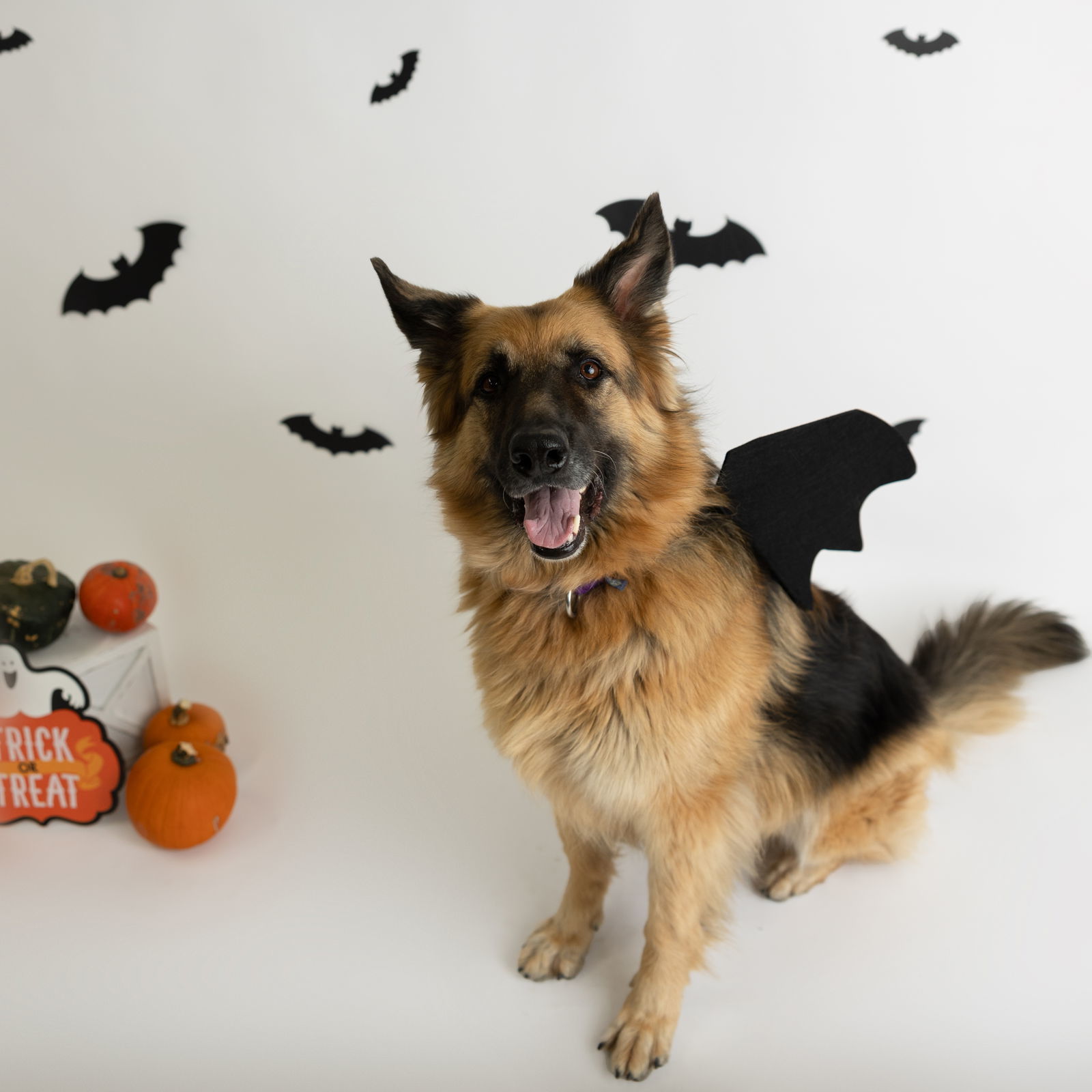 Pippi, an adoptable German Shepherd Dog in Fargo, ND, 58103 | Photo Image 1