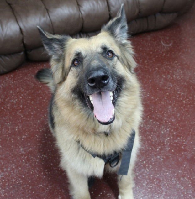 Pippi, an adoptable German Shepherd Dog in Fargo, ND, 58103 | Photo Image 2