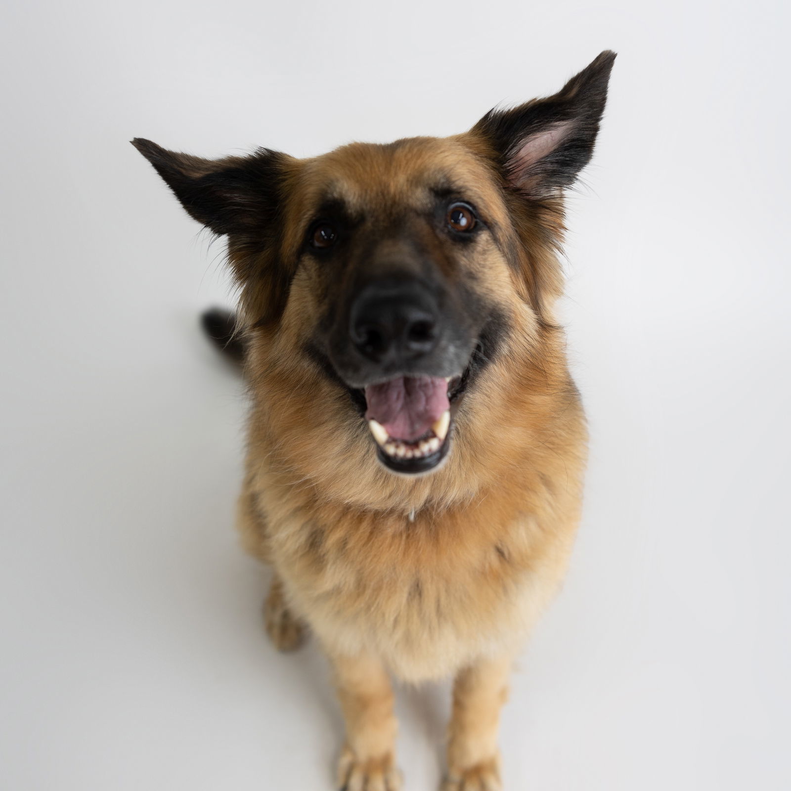 Pippi, an adoptable German Shepherd Dog in Fargo, ND, 58103 | Photo Image 3