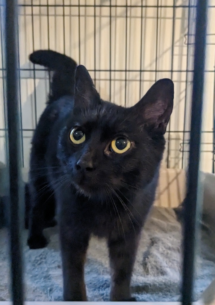 Twilight, an adoptable Domestic Short Hair in Brainardsville, NY, 12915 | Photo Image 2