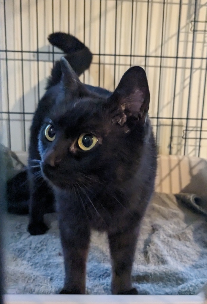 Twilight, an adoptable Domestic Short Hair in Brainardsville, NY, 12915 | Photo Image 3