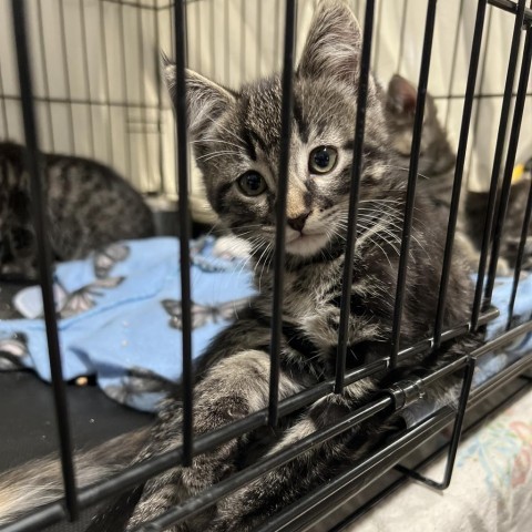 Gus, an adoptable Domestic Short Hair in Bismarck, ND, 58507 | Photo Image 2