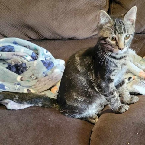 Gus, an adoptable Domestic Short Hair in Bismarck, ND, 58507 | Photo Image 3