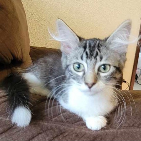 Daisy, an adoptable Domestic Medium Hair in Bismarck, ND, 58507 | Photo Image 1