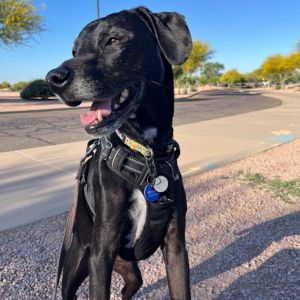 Ridley, Adult Male Boxer
