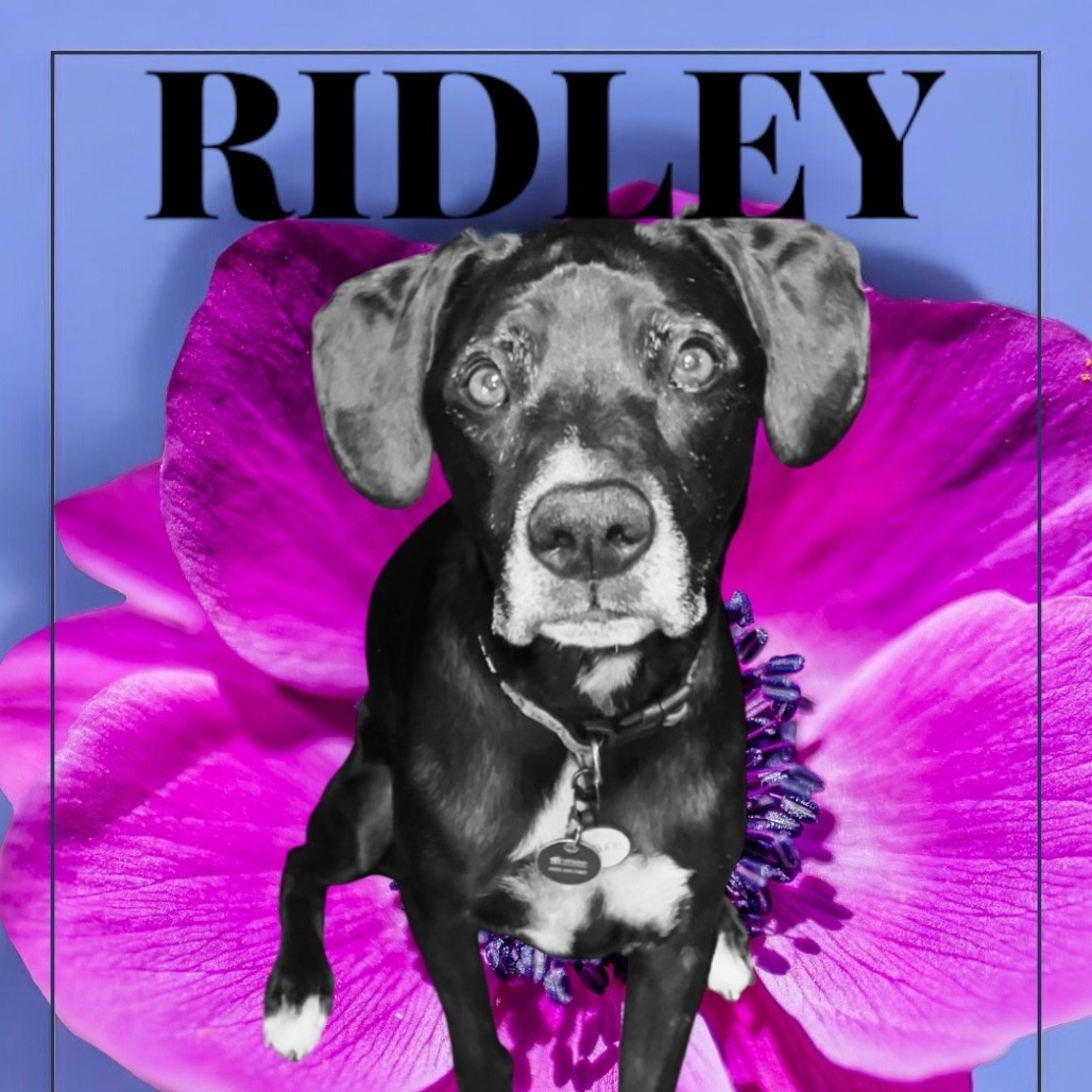 Ridley