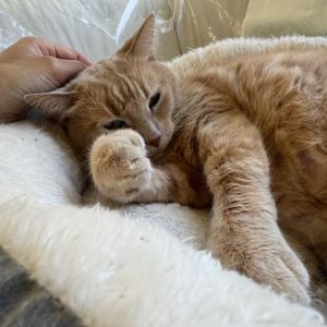 Molly Extra-Toes Cat / Hemingway Polydactyl Cat